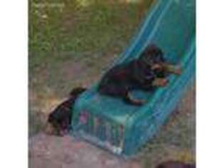 Rottweiler Puppy for sale in Nashville, TN, USA