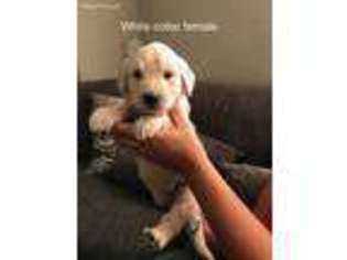 Goldendoodle Puppy for sale in Friant, CA, USA