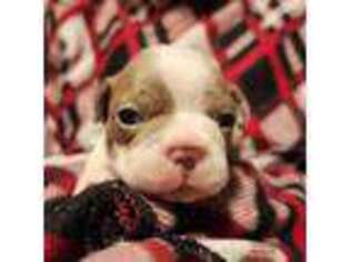 Boston Terrier Puppy for sale in Palm Bay, FL, USA