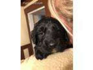 Mutt Puppy for sale in Hoosick Falls, NY, USA