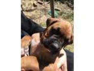 Boxer Puppy for sale in Terrell, TX, USA
