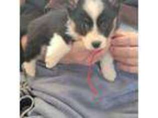 Pembroke Welsh Corgi Puppy for sale in Sioux Falls, SD, USA