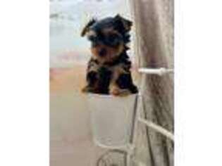 Yorkshire Terrier Puppy for sale in Carlsbad, CA, USA