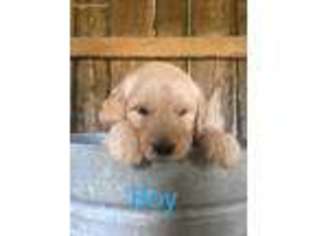 Goldendoodle Puppy for sale in Taylorsville, NC, USA