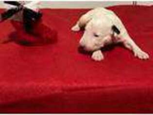 Bull Terrier Puppy for sale in Orlando, FL, USA