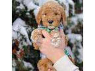 Goldendoodle Puppy for sale in Spokane, WA, USA