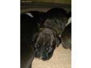 Boxer Puppy for sale in Woodstock, OH, USA