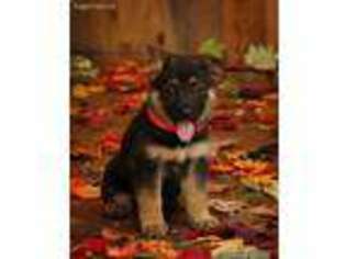 German Shepherd Dog Puppy for sale in Mifflintown, PA, USA