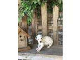 Dalmatian Puppy for sale in Montgomery, IN, USA