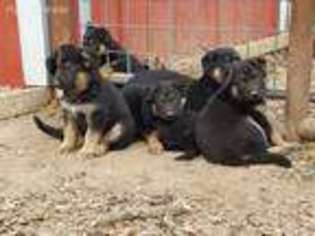 German Shepherd Dog Puppy for sale in Terrell, TX, USA