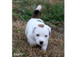 Jack Russell Terrier Puppy for sale in Riverview, FL, USA