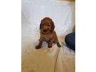 Goldendoodle Puppy for sale in Corning, OH, USA
