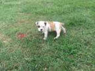 Olde English Bulldogge Puppy for sale in Ozark, AR, USA