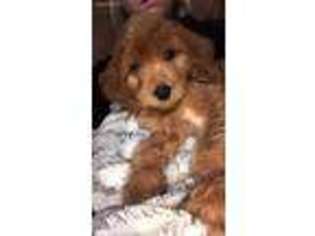 Irish Setter Puppy for sale in Poplarville, MS, USA