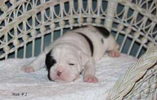 Olde English Bulldogge Puppy for sale in Colt, AR, USA