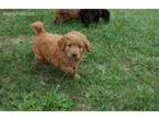 Labradoodle Puppy for sale in Baileyville, KS, USA