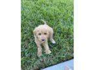 Goldendoodle Puppy for sale in Palm City, FL, USA