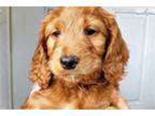 Goldendoodle Puppy for sale in Austin, TX, USA