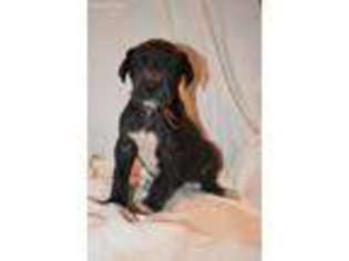 Great Dane Puppy for sale in Frazeysburg, OH, USA