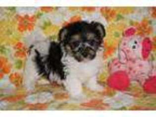 Yorkshire Terrier Puppy for sale in Pelham, GA, USA