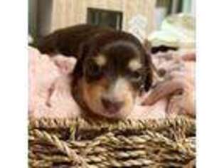 Dachshund Puppy for sale in Fayetteville, WV, USA