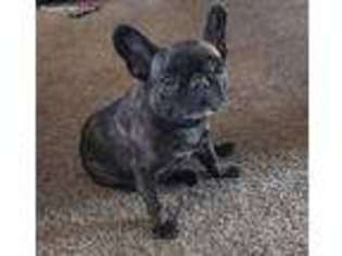 French Bulldog Puppy for sale in Effingham, IL, USA