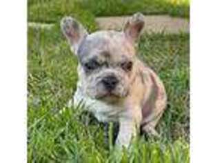 French Bulldog Puppy for sale in Lewisville, TX, USA