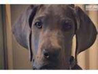 Great Dane Puppy for sale in Louisville, KY, USA