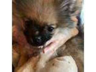 Pomeranian Puppy for sale in Sedro Woolley, WA, USA