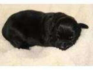 Newfoundland Puppy for sale in Winfield, PA, USA
