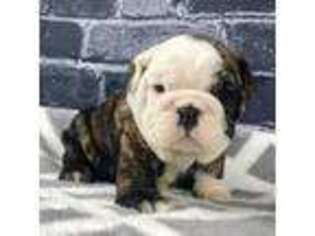 Bulldog Puppy for sale in Canton, OH, USA