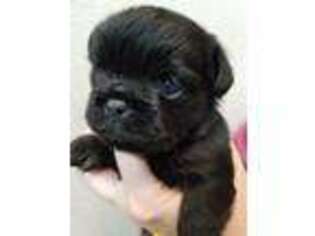 Brussels Griffon Puppy for sale in Mansfield, TX, USA