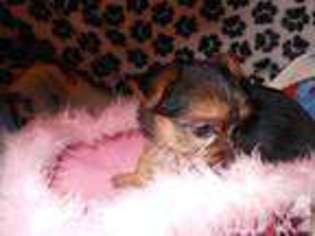 Yorkshire Terrier Puppy for sale in LEXINGTON, NC, USA