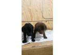 Labrador Retriever Puppy for sale in Wellman, IA, USA