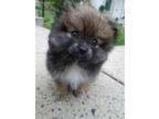Pomeranian Puppy for sale in Fairfax, VA, USA