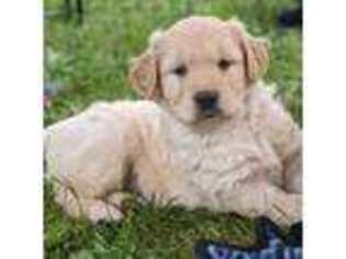 Golden Retriever Puppy for sale in Molalla, OR, USA