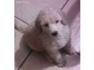 Goldendoodle Puppy for sale in Rosamond, CA, USA
