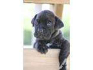 Mastiff Puppy for sale in MILFORD, IN, USA
