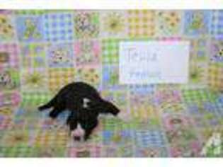 Great Dane Puppy for sale in SAINT CLOUD, FL, USA
