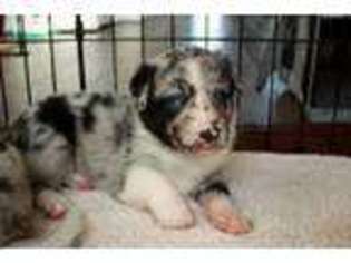 Border Collie Puppy for sale in Manassas, VA, USA