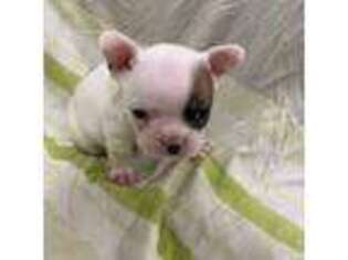 French Bulldog Puppy for sale in Rosedale, NY, USA