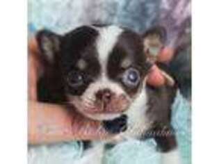 Chihuahua Puppy for sale in Blacksburg, VA, USA