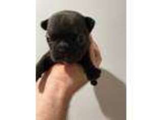 French Bulldog Puppy for sale in Morton Grove, IL, USA