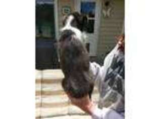 Shetland Sheepdog Puppy for sale in Clarksville, TN, USA
