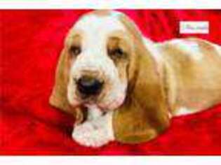 Basset Hound Puppy for sale in Springfield, MO, USA