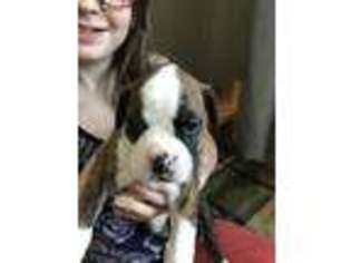 Boxer Puppy for sale in Erie, PA, USA