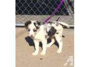 Border Collie Puppy for sale in KELLER, WA, USA