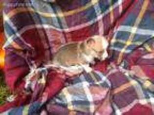 Pembroke Welsh Corgi Puppy for sale in Belle Chasse, LA, USA