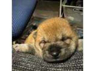 Shiba Inu Puppy for sale in Las Vegas, NV, USA