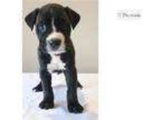 American Bandogge Puppy for sale in Springfield, MO, USA